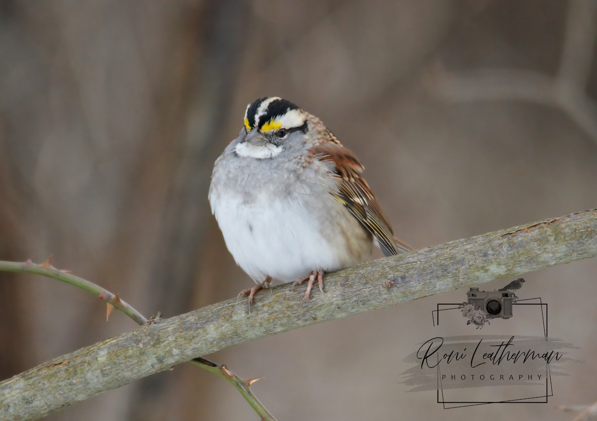 White-throated Sparrow - ML304065611