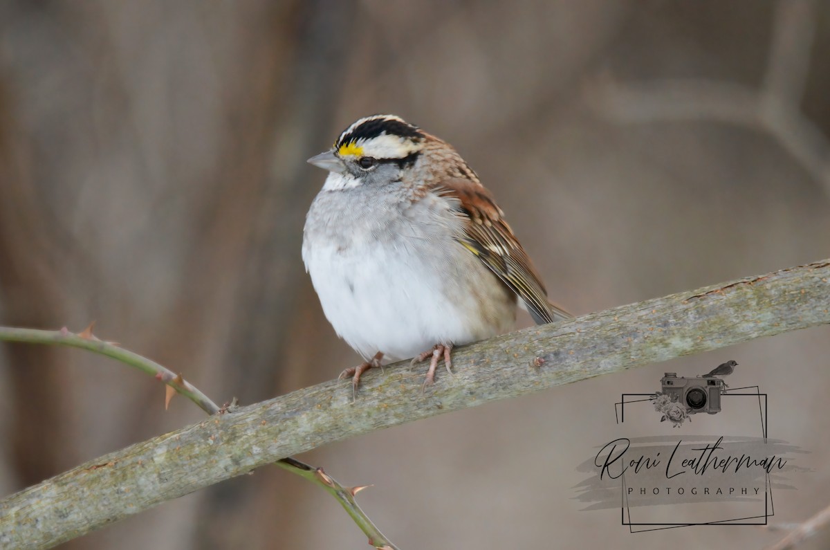 White-throated Sparrow - ML304065661