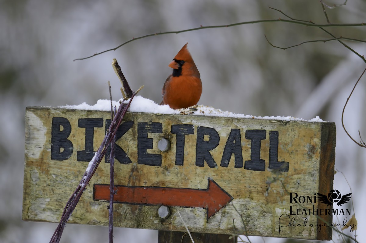 Kardinal arrunta - ML304065881