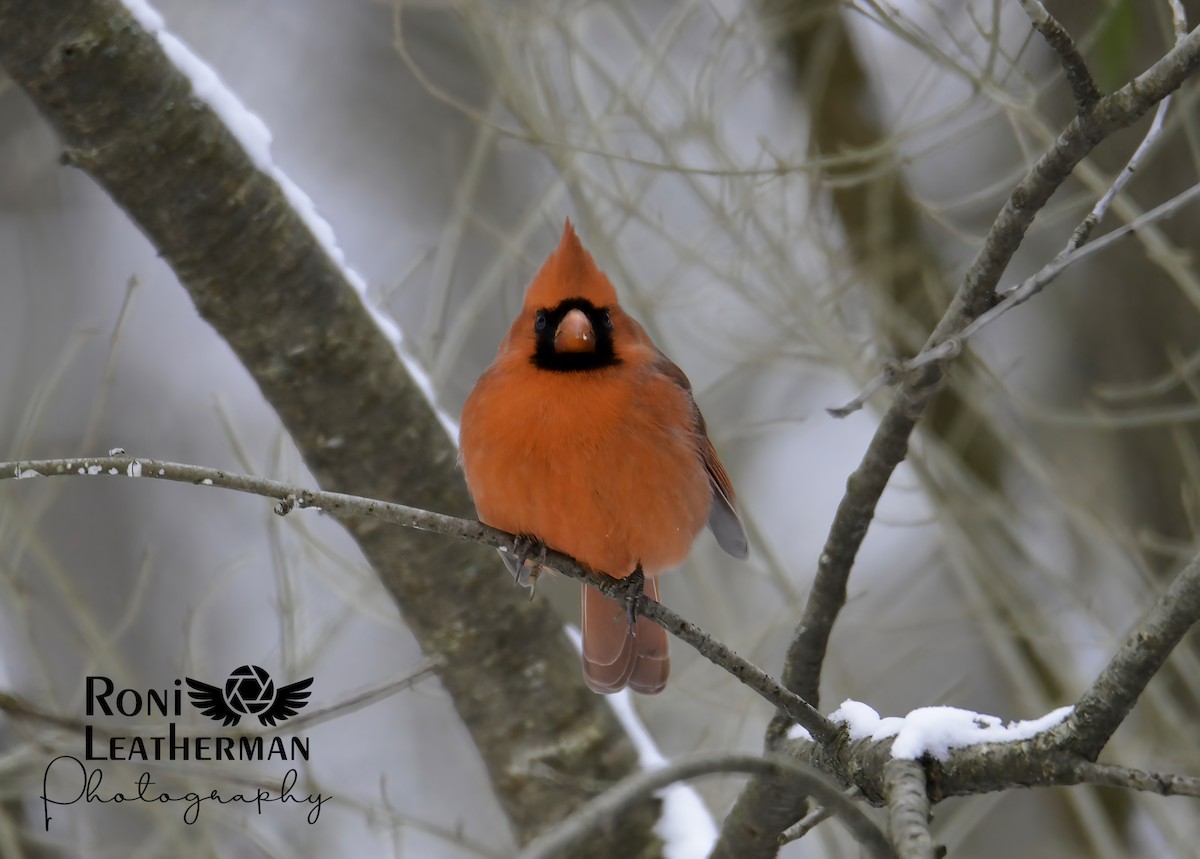 Cardinal rouge - ML304065991