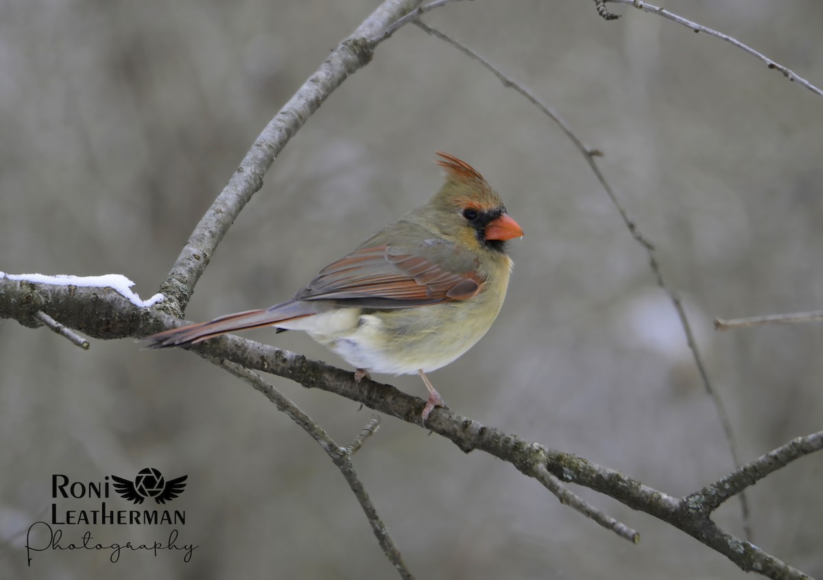 Cardinal rouge - ML304066031