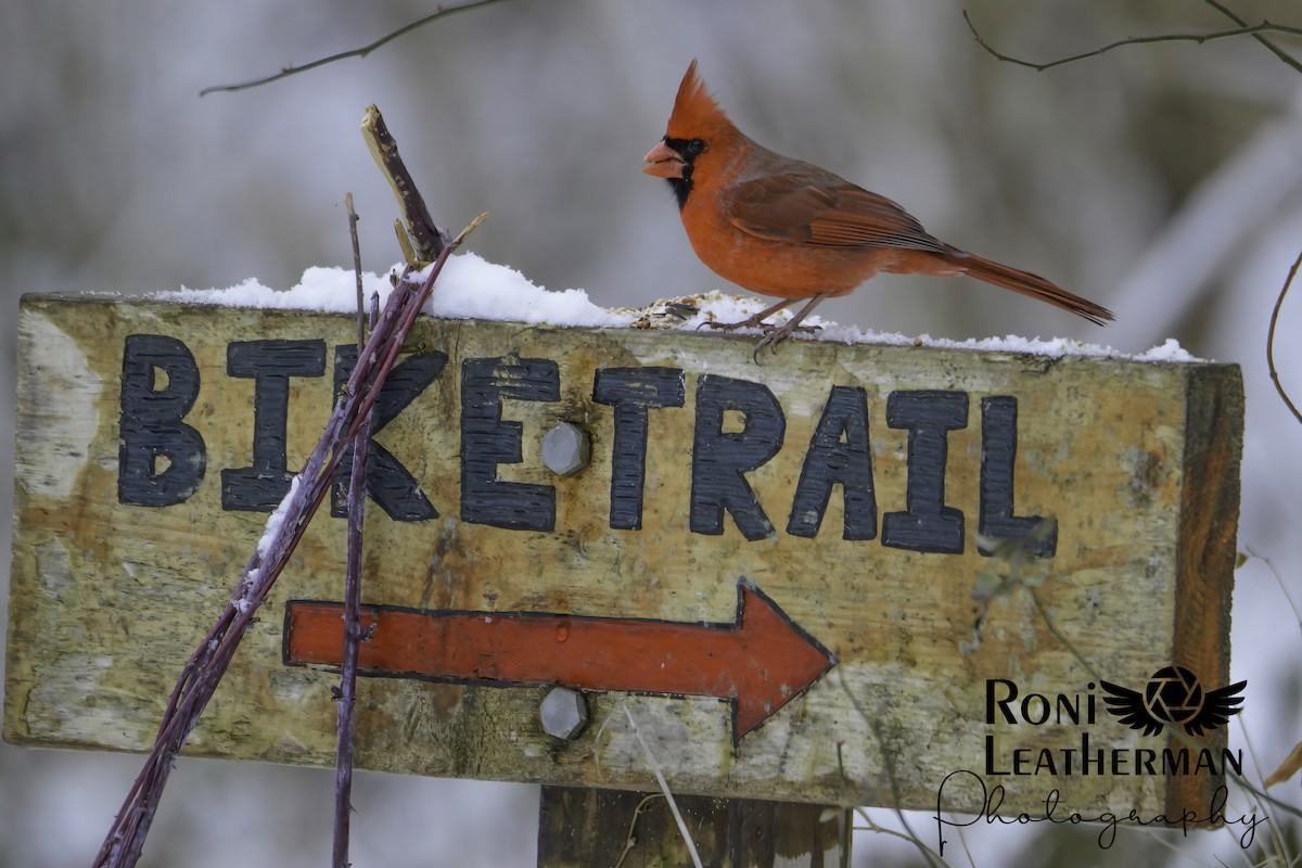 Kardinal arrunta - ML304066111