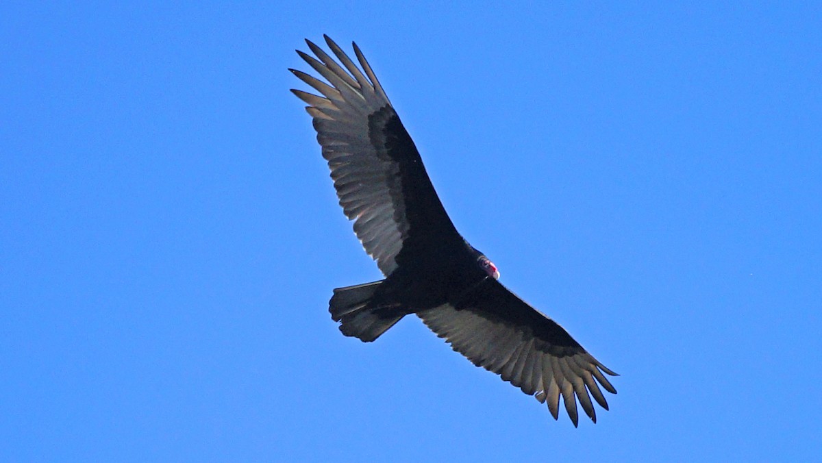 Turkey Vulture - ML304066141
