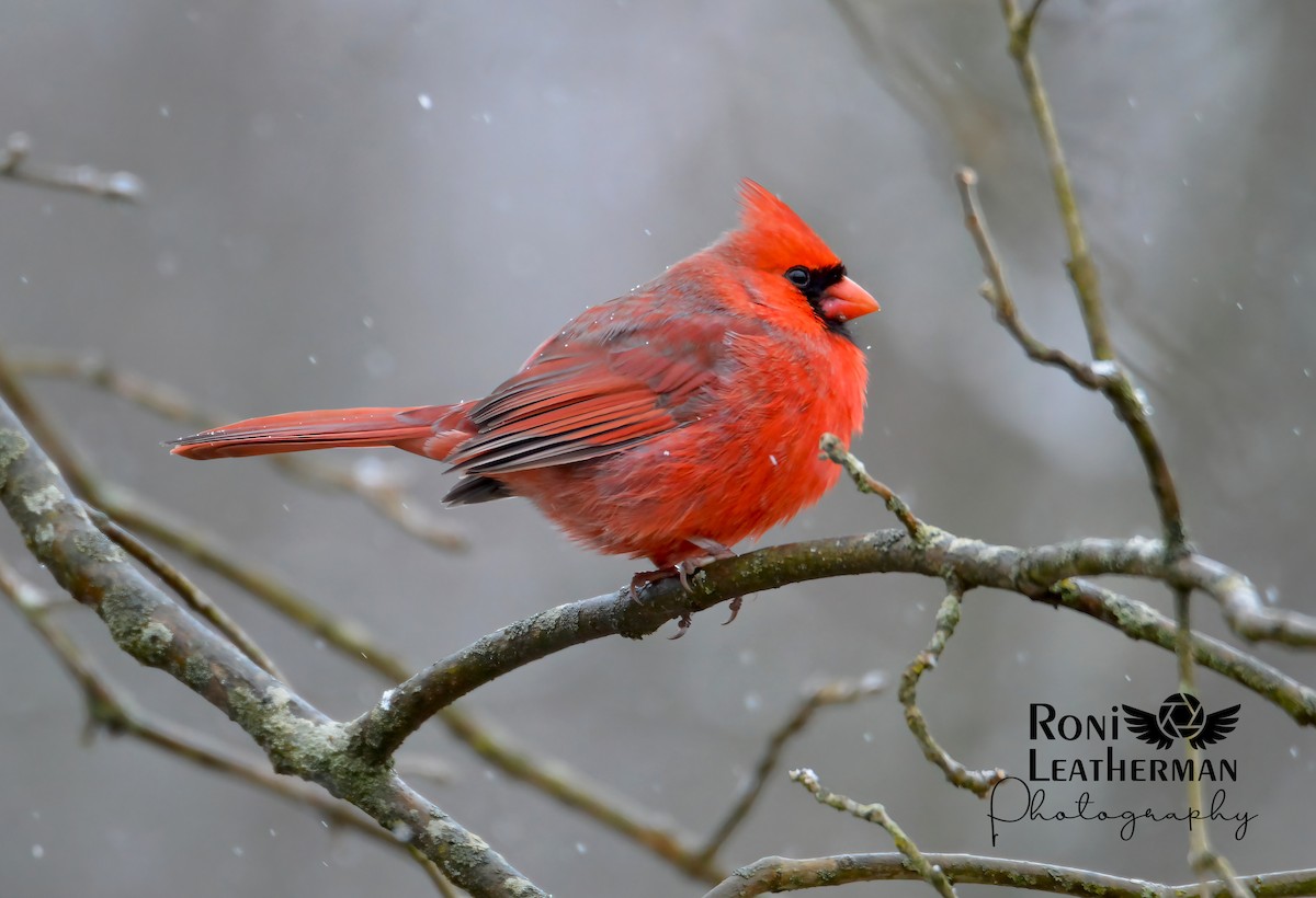 Cardinal rouge - ML304066181