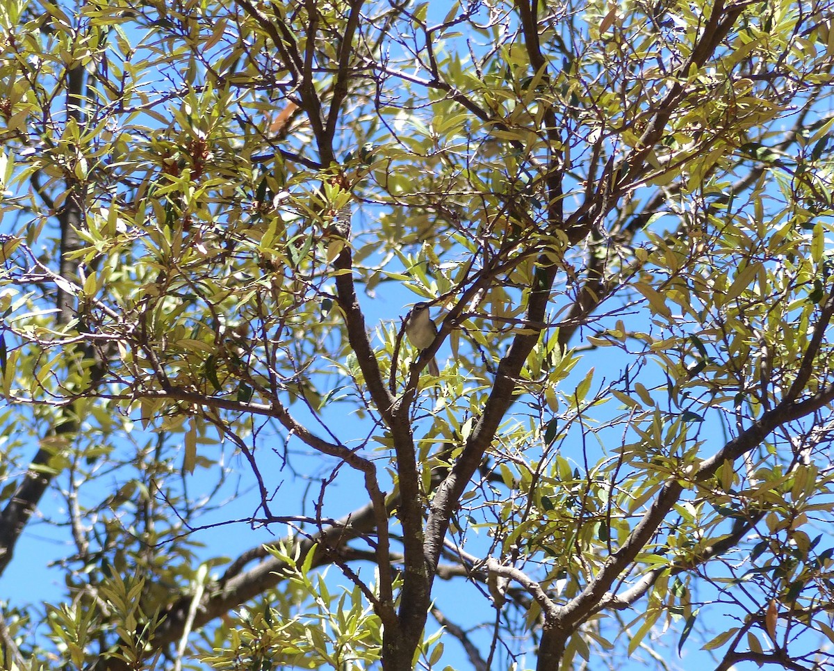 Plumbeous Vireo - ML30406631