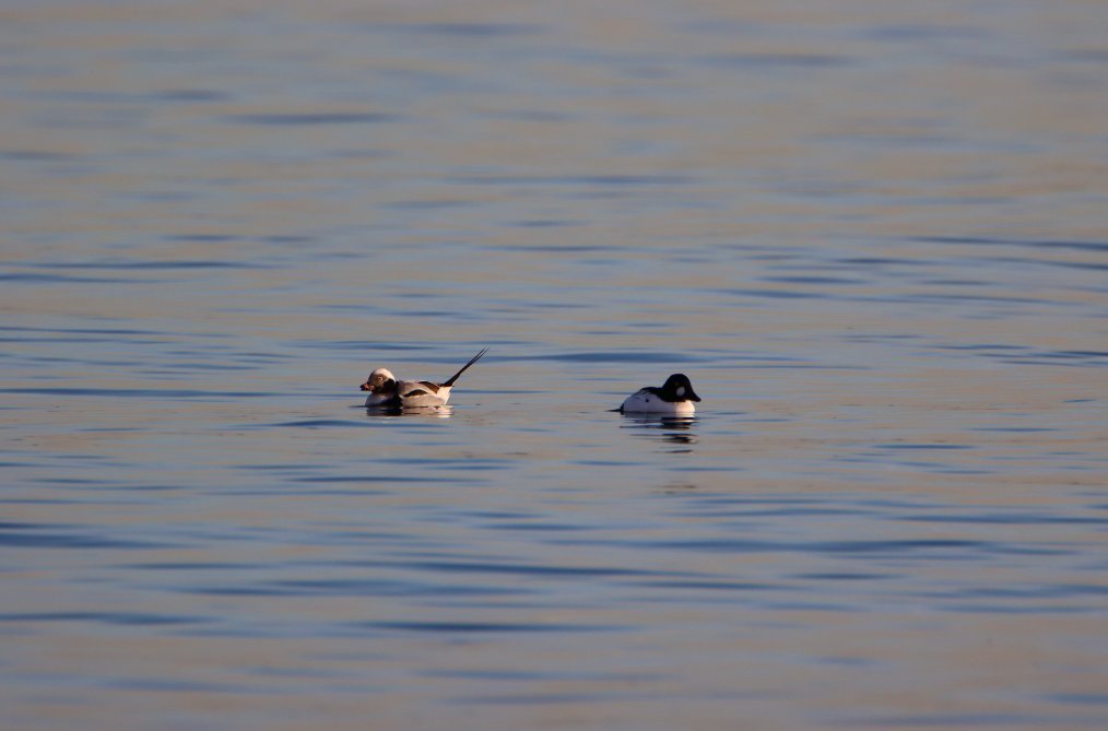 Common Goldeneye - ML304067421