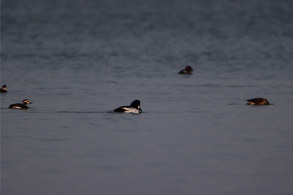 Common Goldeneye - ML304067791