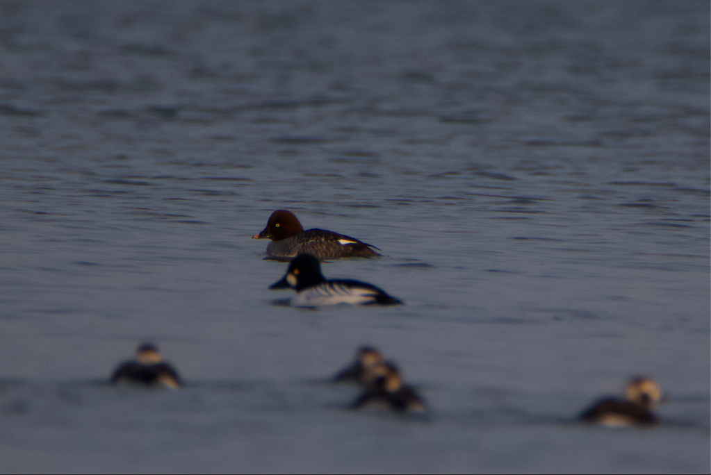 Common Goldeneye - ML304067831