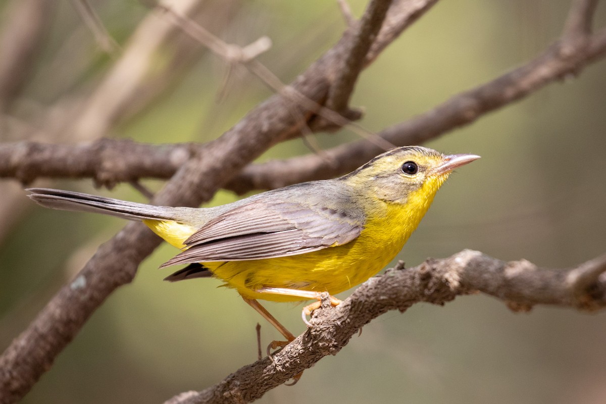 Golden-crowned Warbler - ML304069811