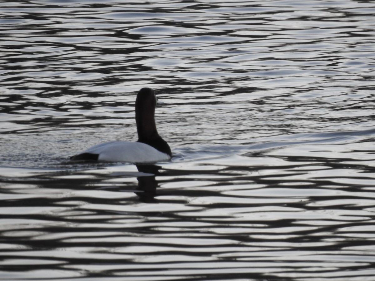 Canvasback - ML304070121