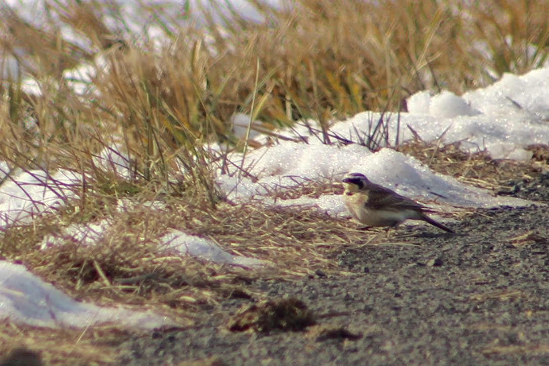 Horned Lark - JoAnn Dalley