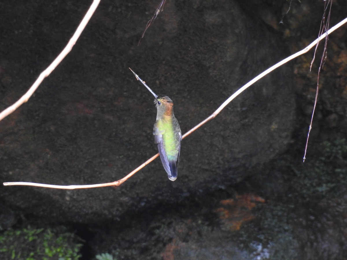 kolibřík zelenočelý - ML304072061