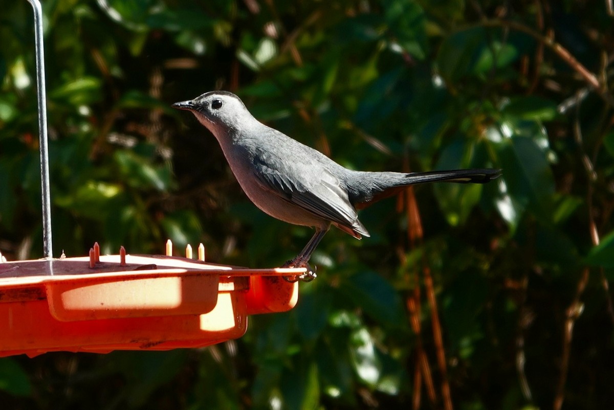 Gray Catbird - ML304073501