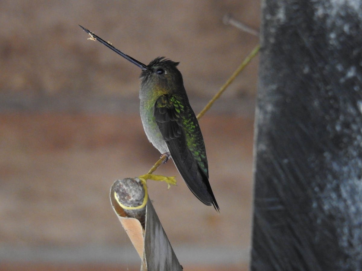 kolibřík zelenočelý - ML304073511