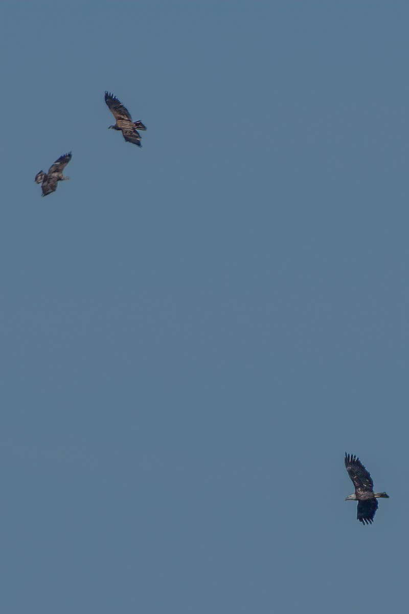 Bald Eagle - ML304074671