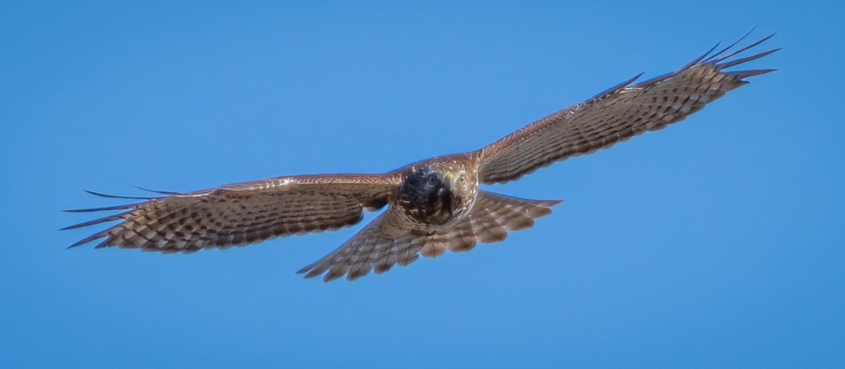 Red-shouldered Hawk - ML304074761