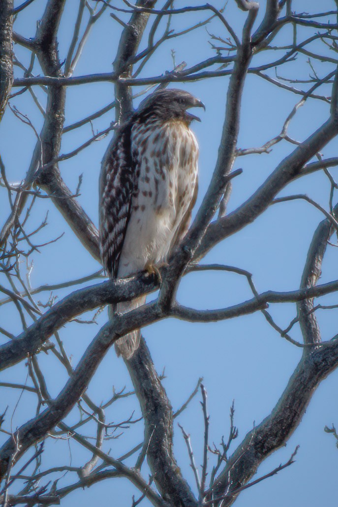 Red-shouldered Hawk - ML304074771