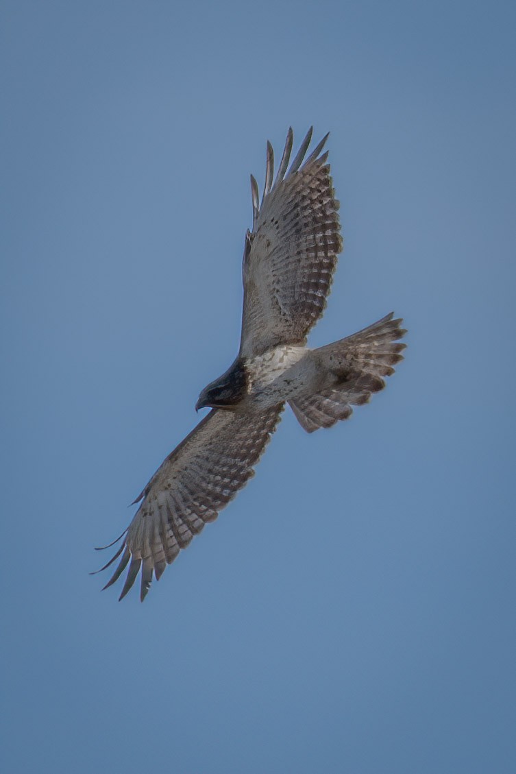 Red-tailed Hawk - ML304074811