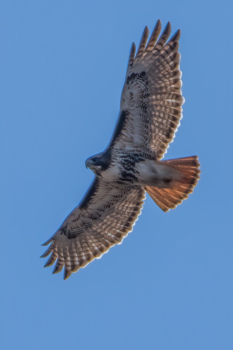 Red-tailed Hawk - ML304074821