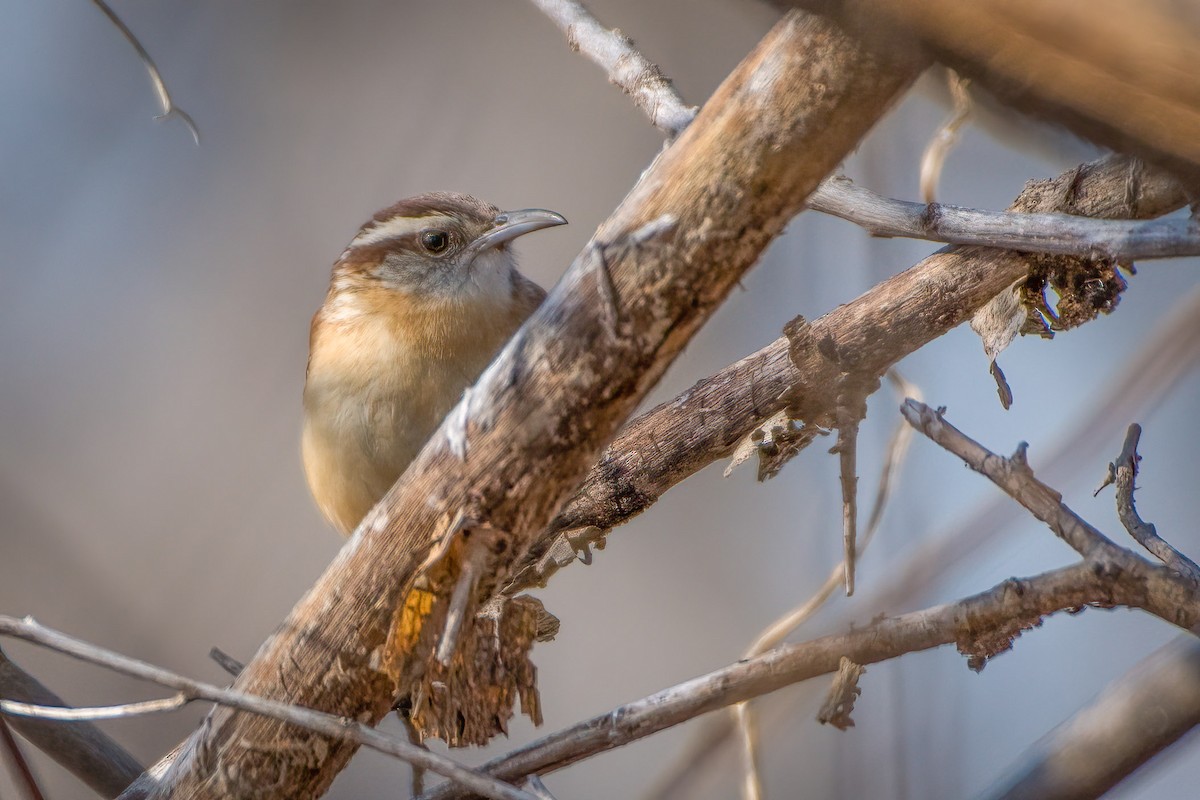 Carolina Wren - ML304074921