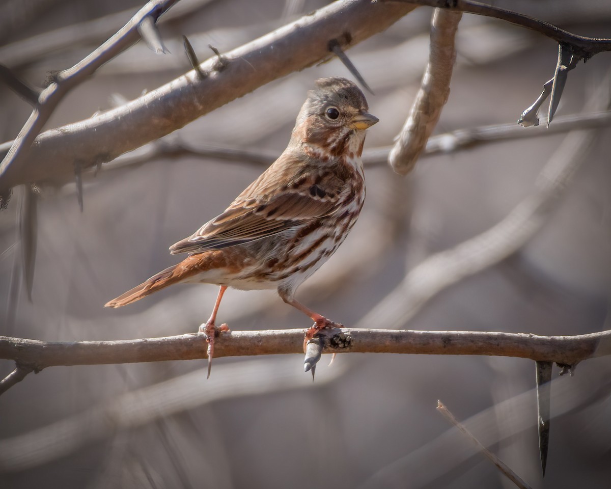 Fox Sparrow - ML304075011