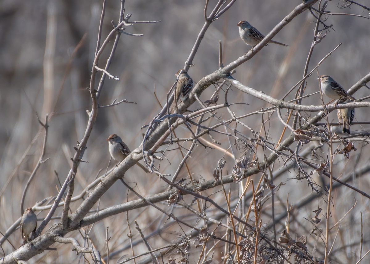 White-crowned Sparrow - ML304075021