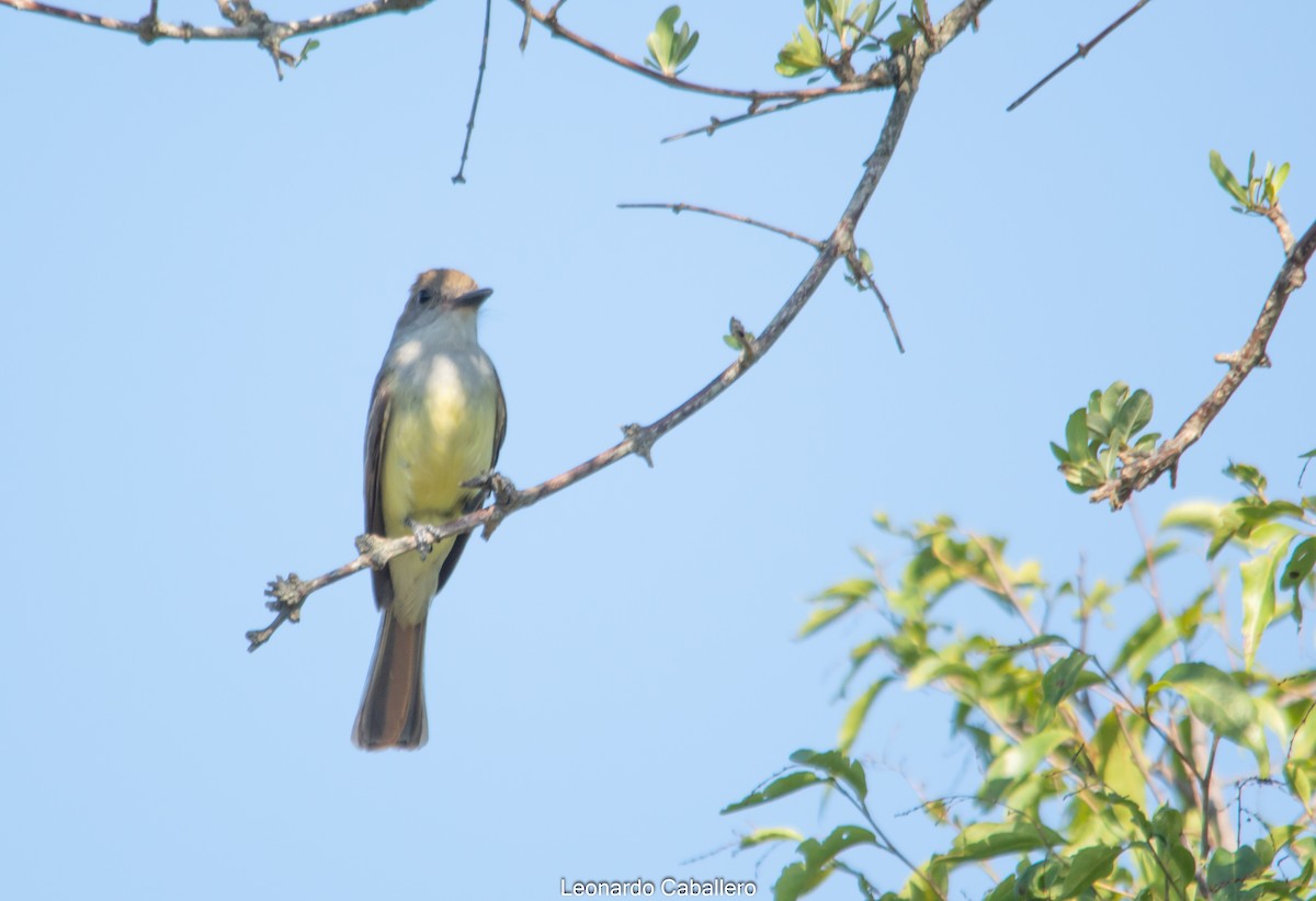 Brown-crested Flycatcher - ML304075601