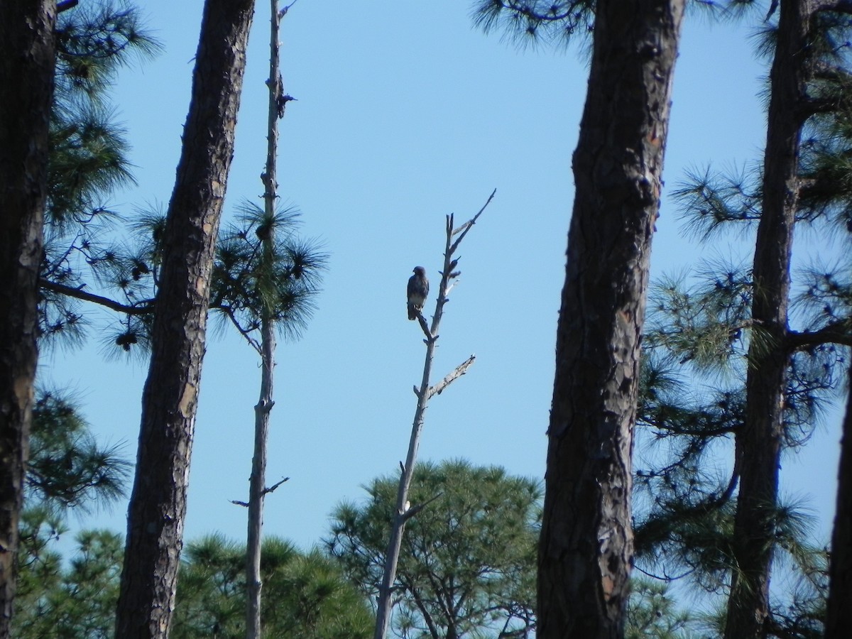 Red-tailed Hawk - ML304075661