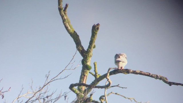 White-tailed Kite - ML304075871