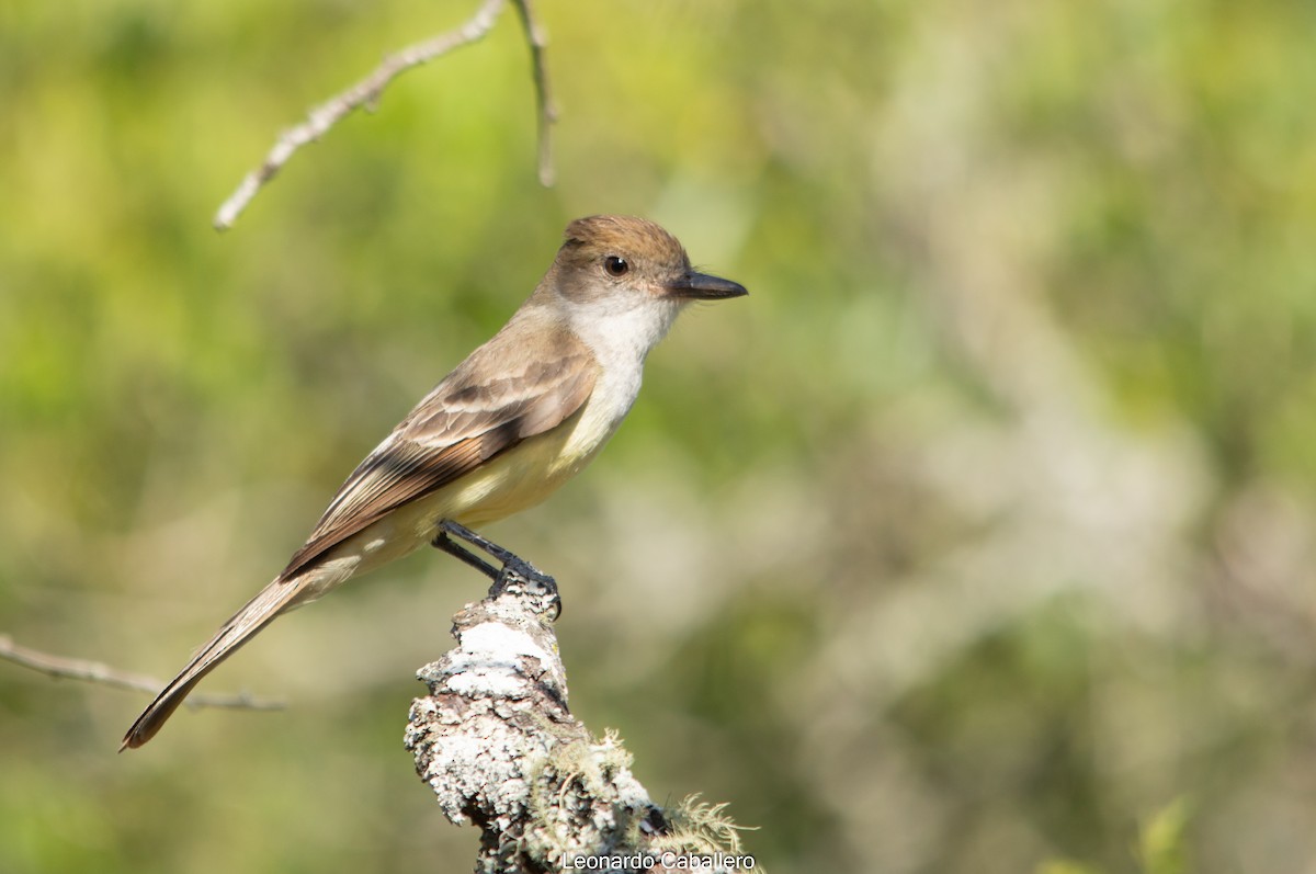 Brown-crested Flycatcher - Leonardo Caballero