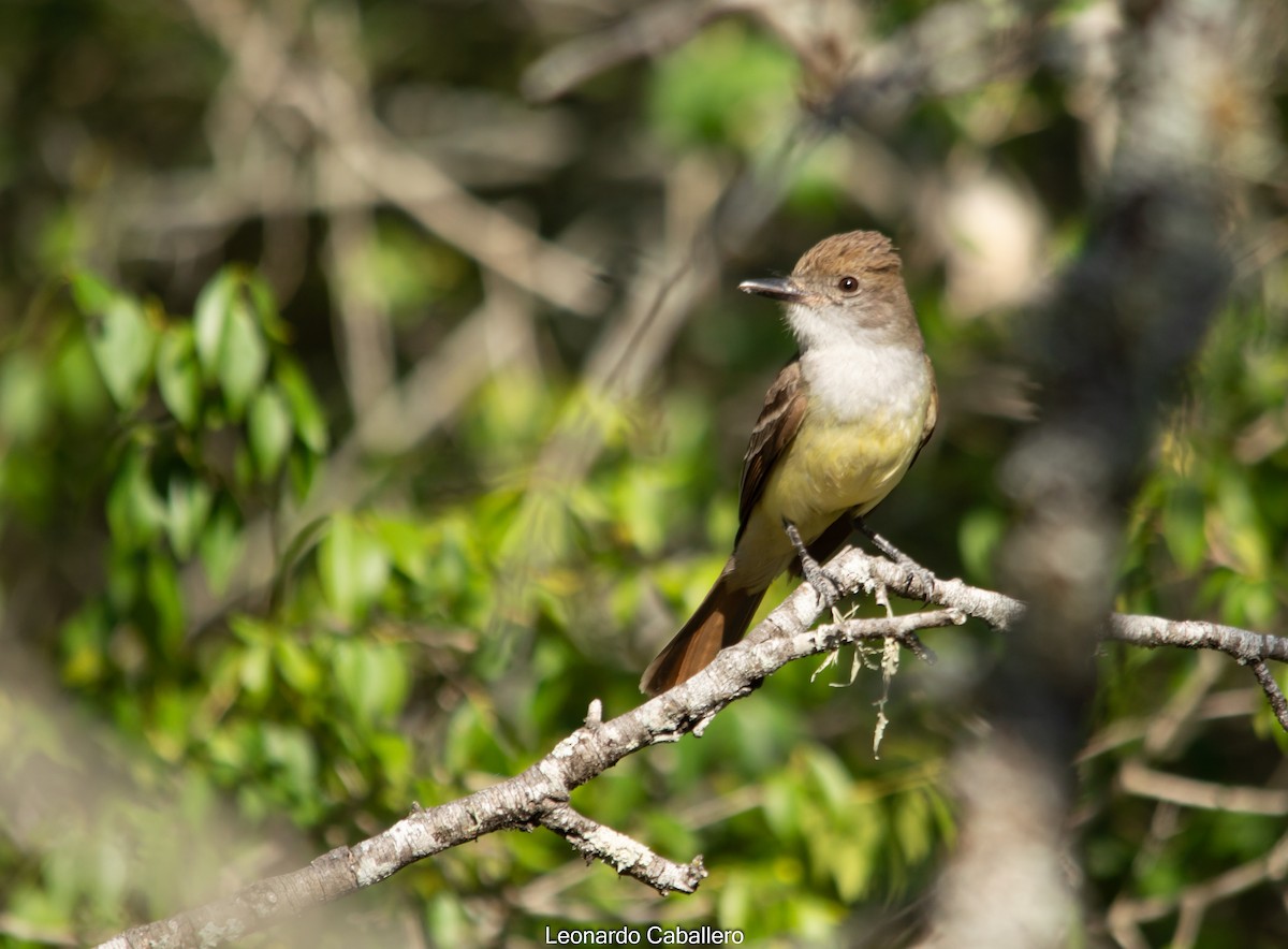 Brown-crested Flycatcher - ML304076161