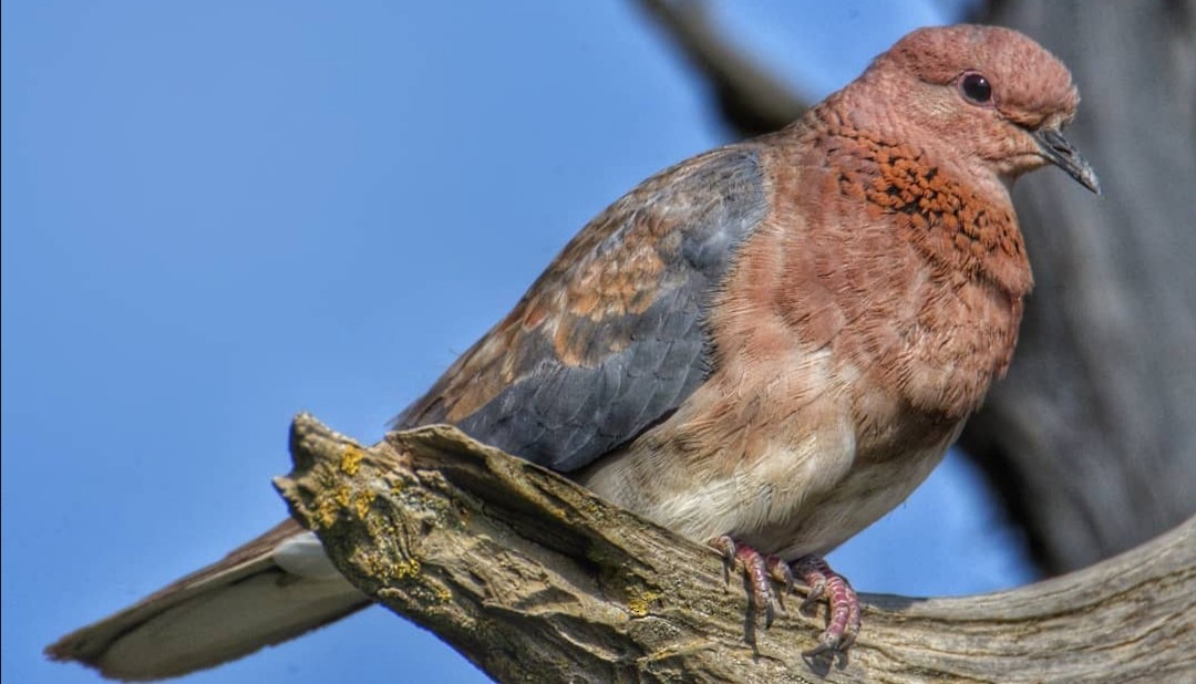 Tórtola Senegalesa - ML304077261