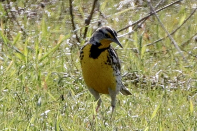 Western Meadowlark - Ann Stockert