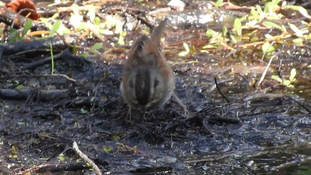 Swamp Sparrow - ML304079081