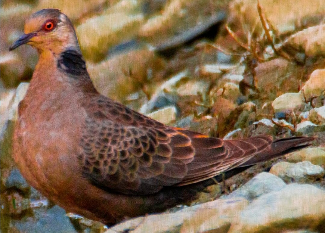 Dusky Turtle-Dove - Abdullah  Hatim