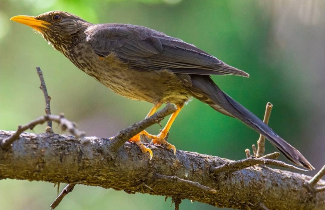 Yemen Thrush - ML304080041