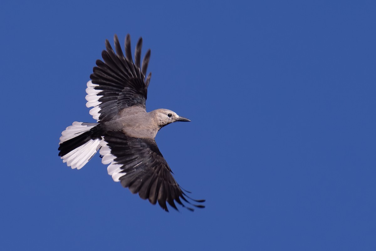 Clark's Nutcracker - ML304080231