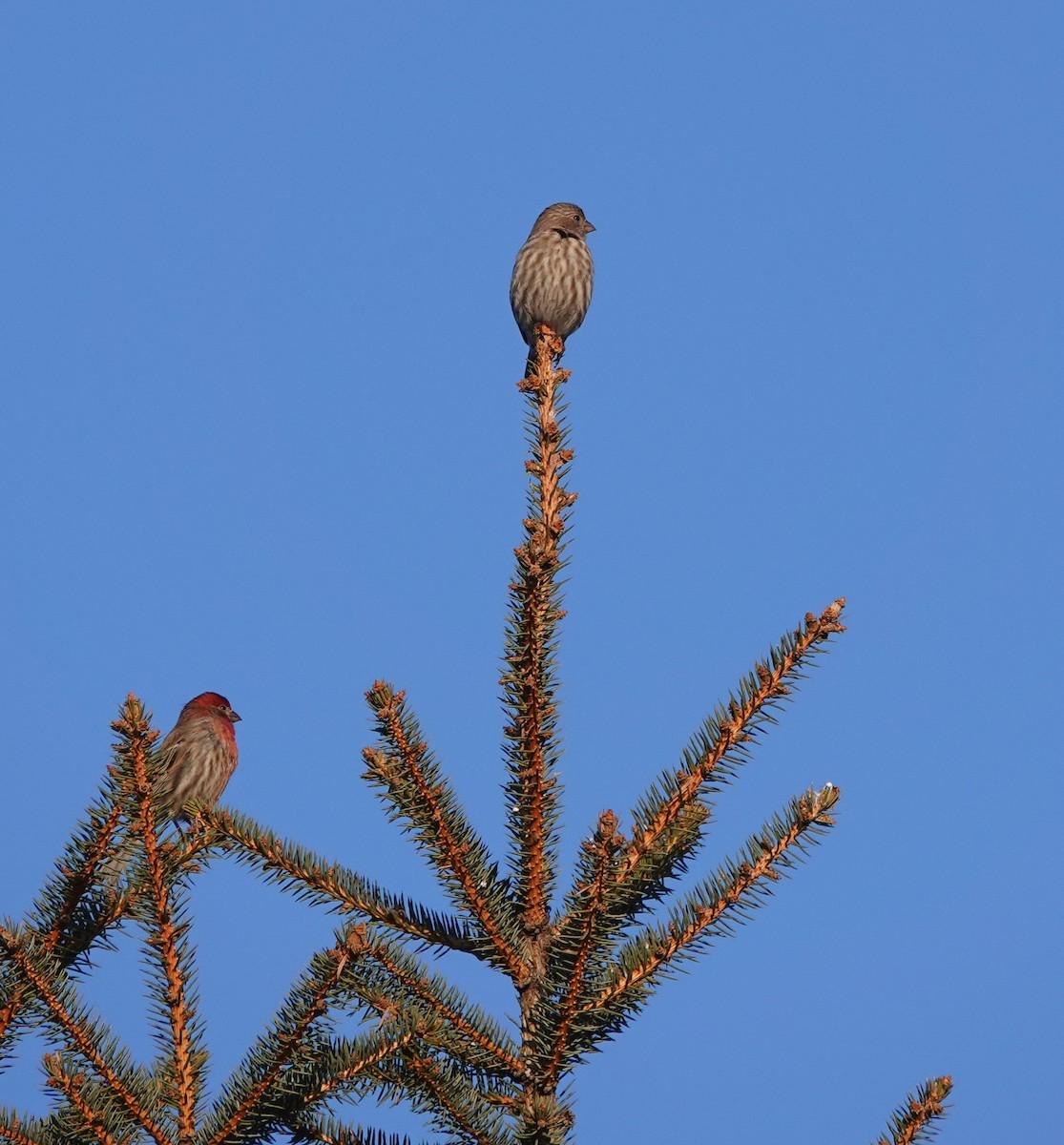 House Finch - ML304081791