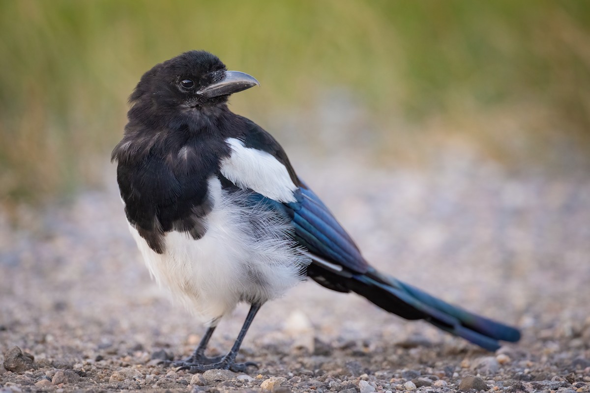 Black-billed Magpie - ML304082011