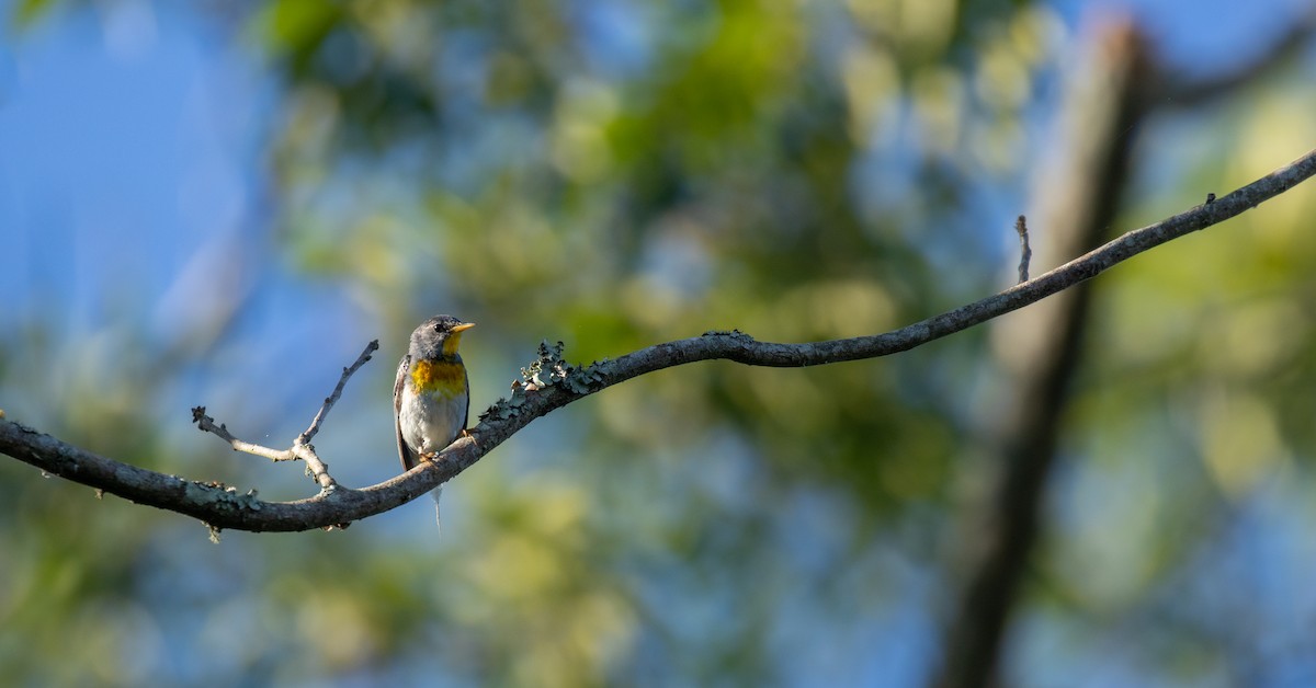 Northern Parula - ML304082811