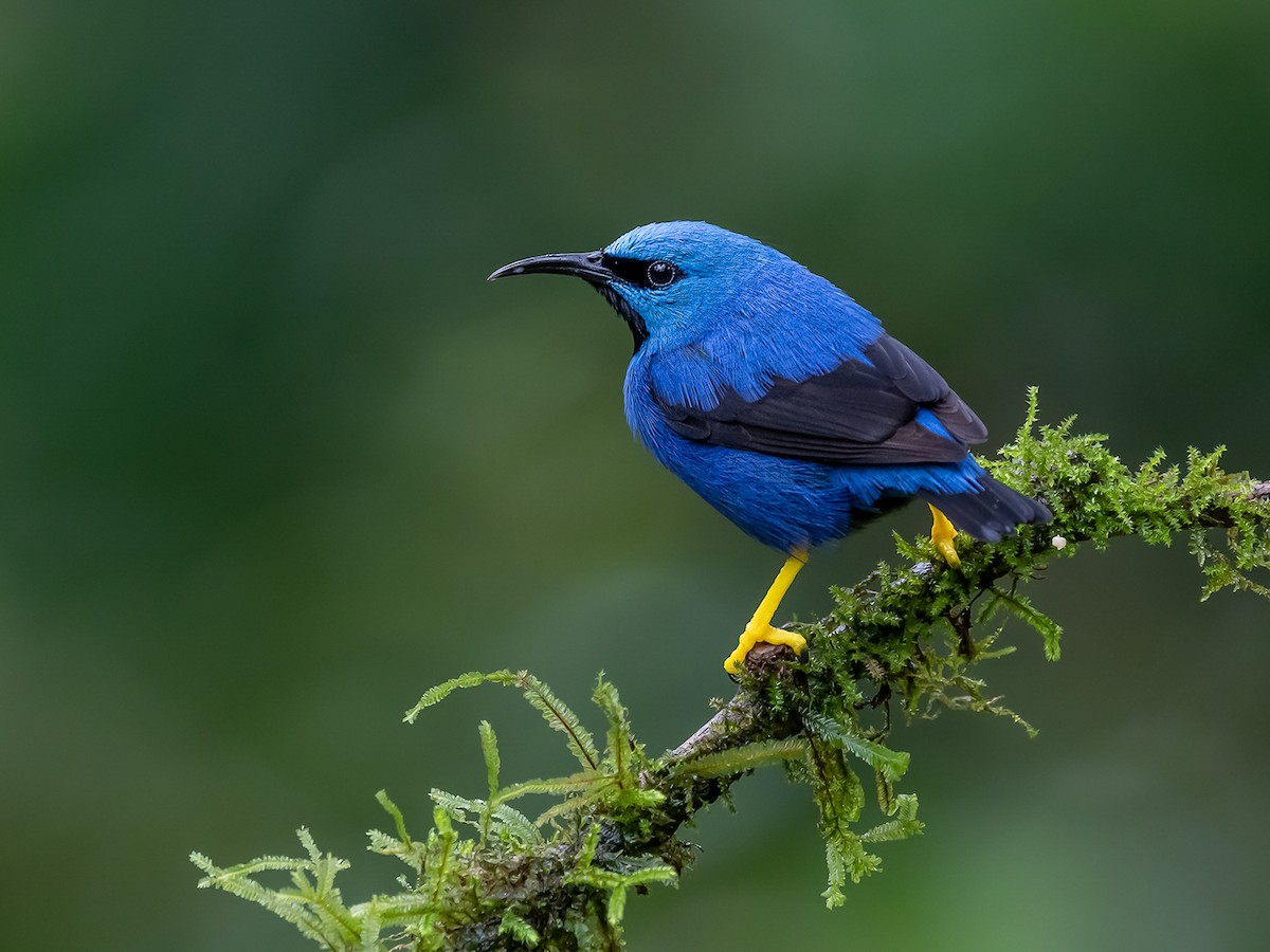 セレナイト♡蝶々♡ベビーブルーカラー♡♡No.2196 Shining Honeycreeper - Cyanerpes lucidus - Birds of the World