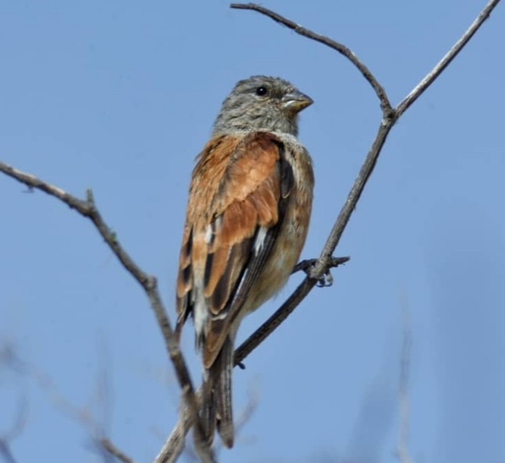 Yemen Linnet - ML304083931