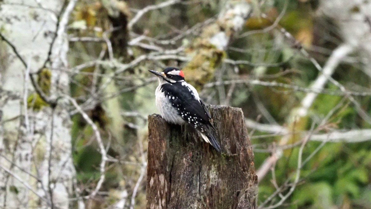 Hairy Woodpecker (Pacific) - ML304083971