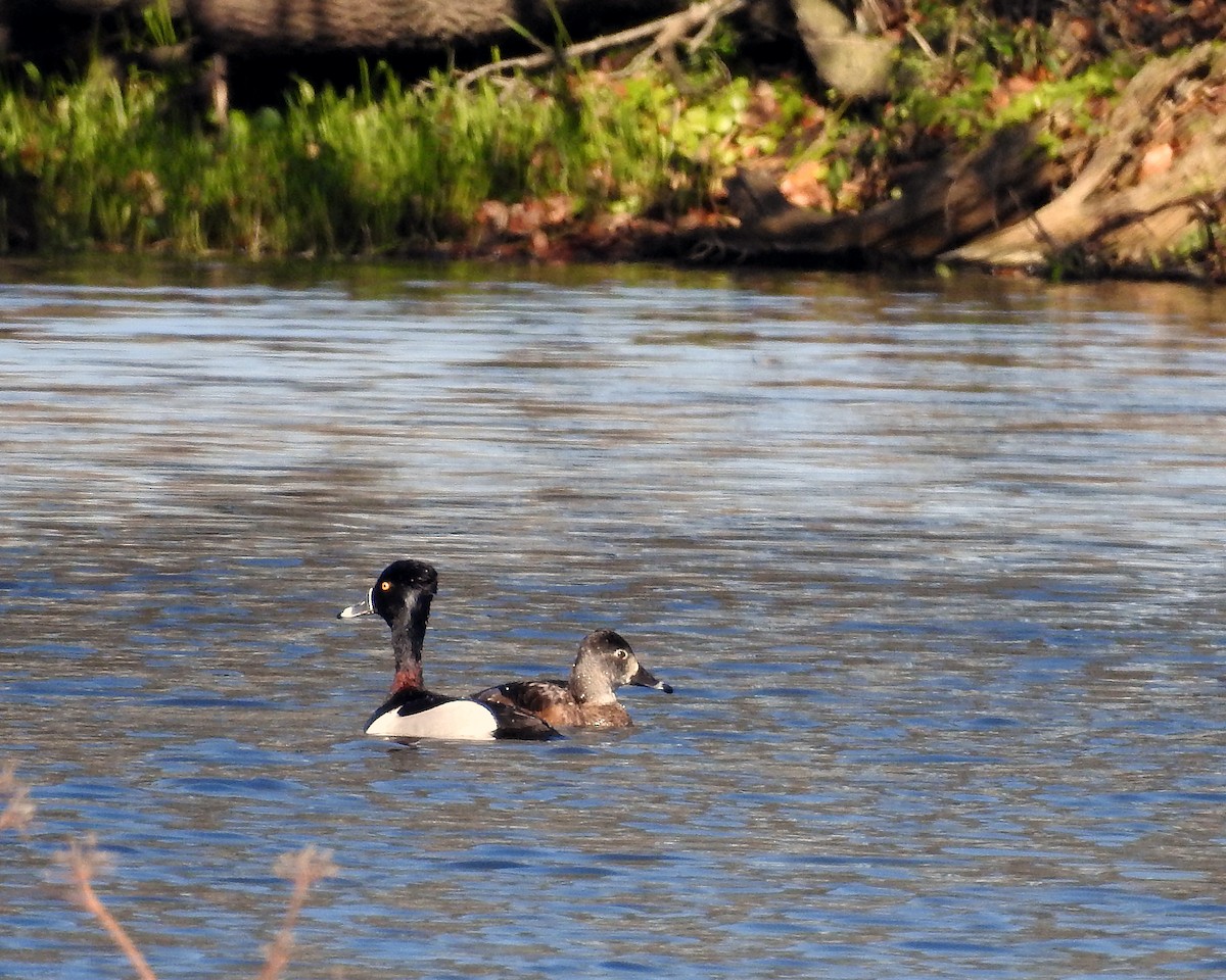 Ring-necked Duck - ML304084311