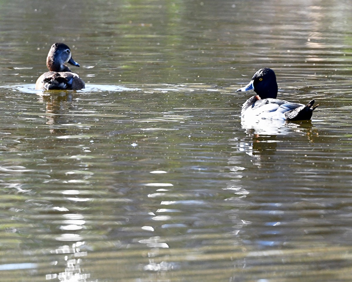 Ring-necked Duck - ML304084441