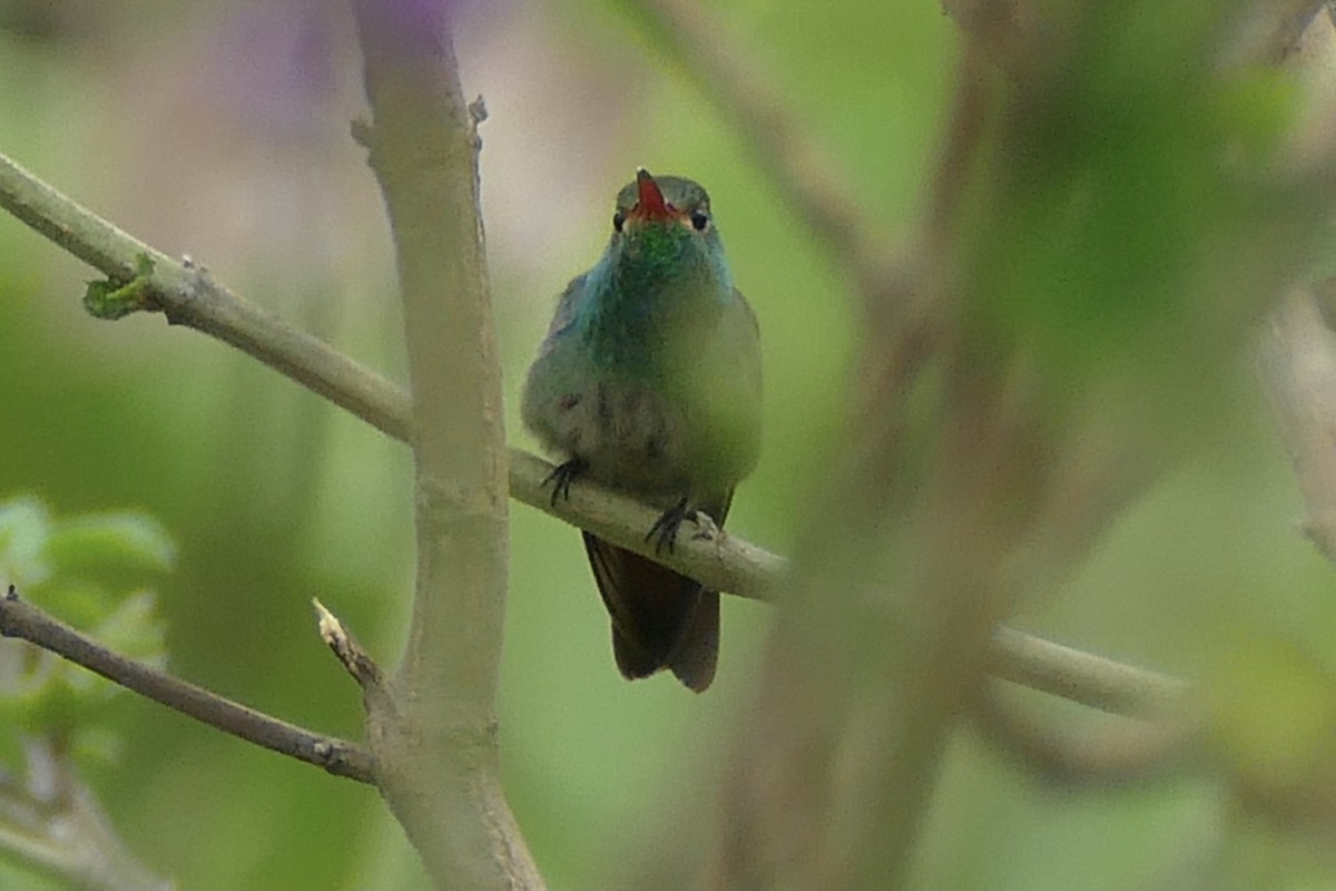 Rufous-tailed Hummingbird - ML304085731