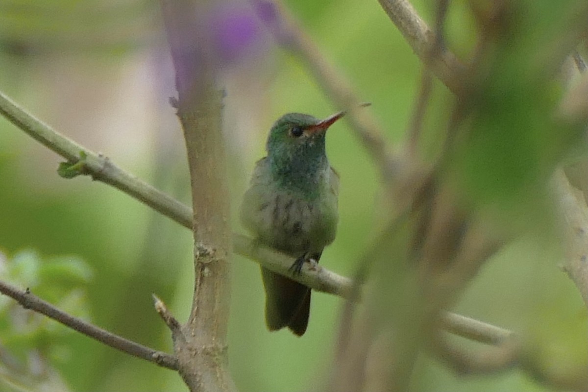 Rufous-tailed Hummingbird - ML304085741