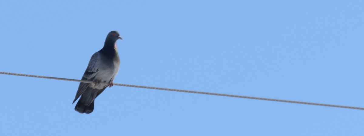 Rock Pigeon (Feral Pigeon) - ML304085841