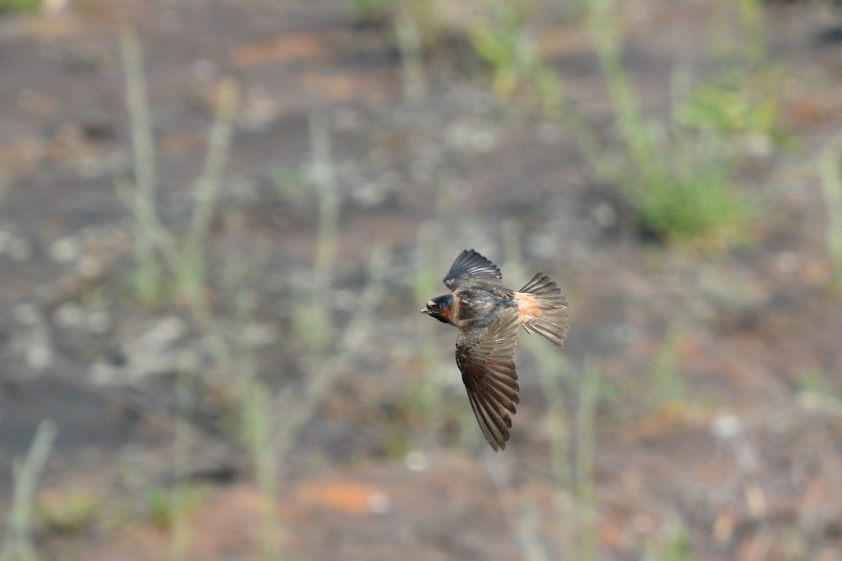 Cliff Swallow - ML30408651