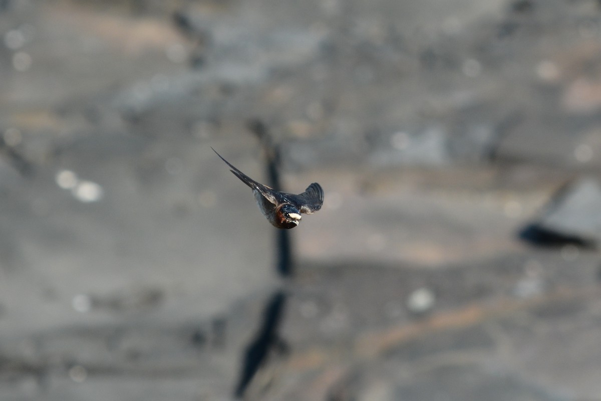 Cliff Swallow - ML30408661